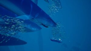 ABZU